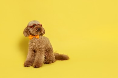 Cute Toy Poodle dog wearing bow tie and glasses on yellow background, space for text