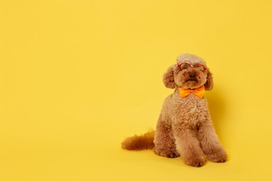 Cute Toy Poodle dog wearing bow tie and glasses on yellow background, space for text