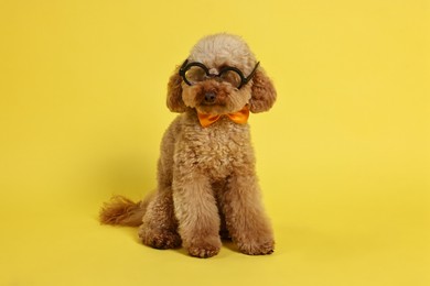 Photo of Cute Toy Poodle dog wearing bow tie and glasses on yellow background