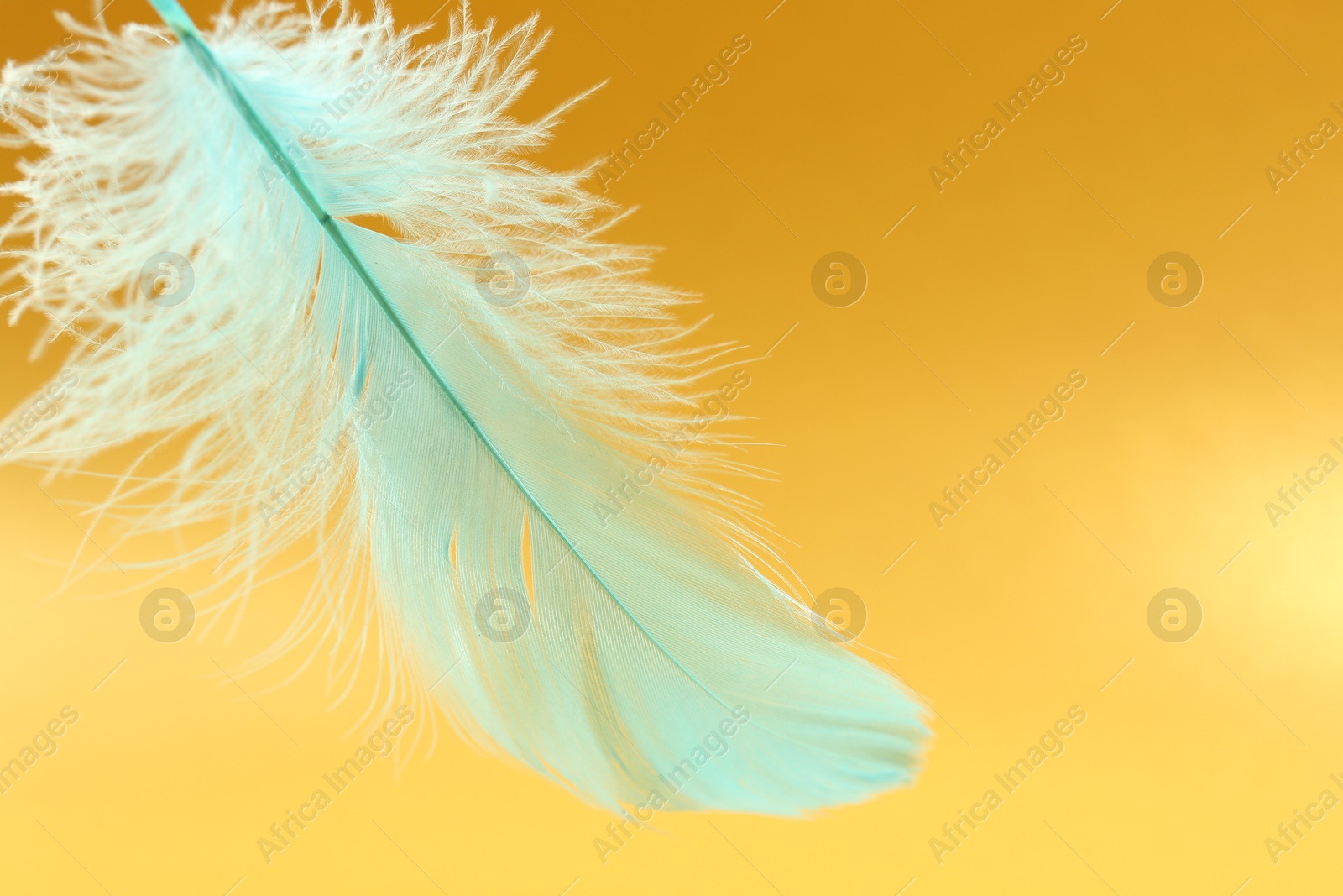 Photo of Fluffy light turquoise feather on yellow background, closeup. Space for text