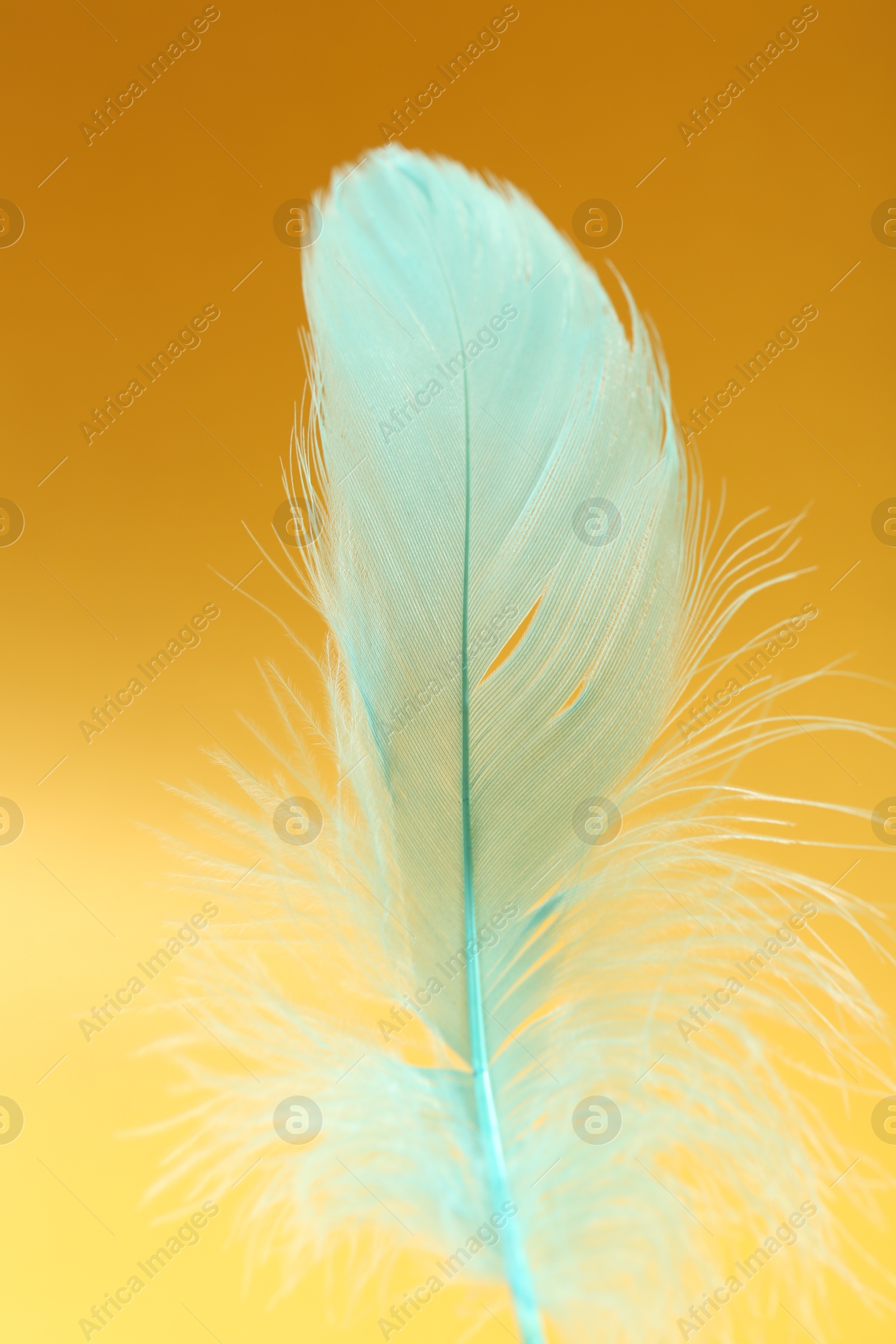 Photo of Fluffy light turquoise feather on yellow background, closeup