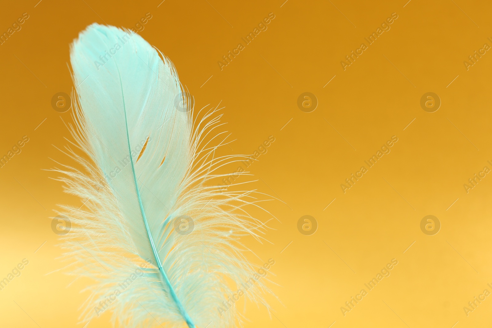 Photo of Fluffy light turquoise feather on yellow background, closeup. Space for text