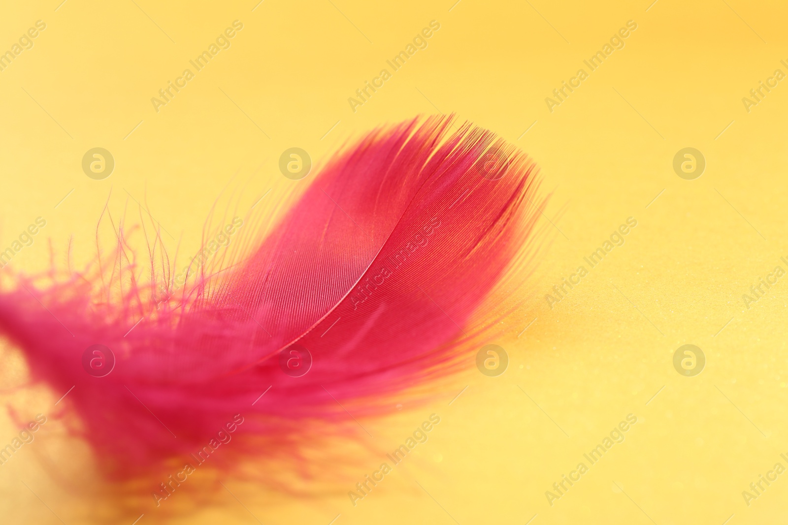 Photo of Fluffy red feather on yellow background, closeup. Space for text