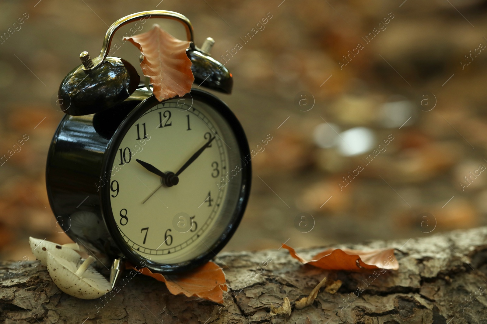 Photo of Alarm clock on fallen dry leaves outdoors, closeup. Space for text