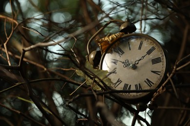 Photo of Alarm clock on dry branches outdoors, closeup. Space for text