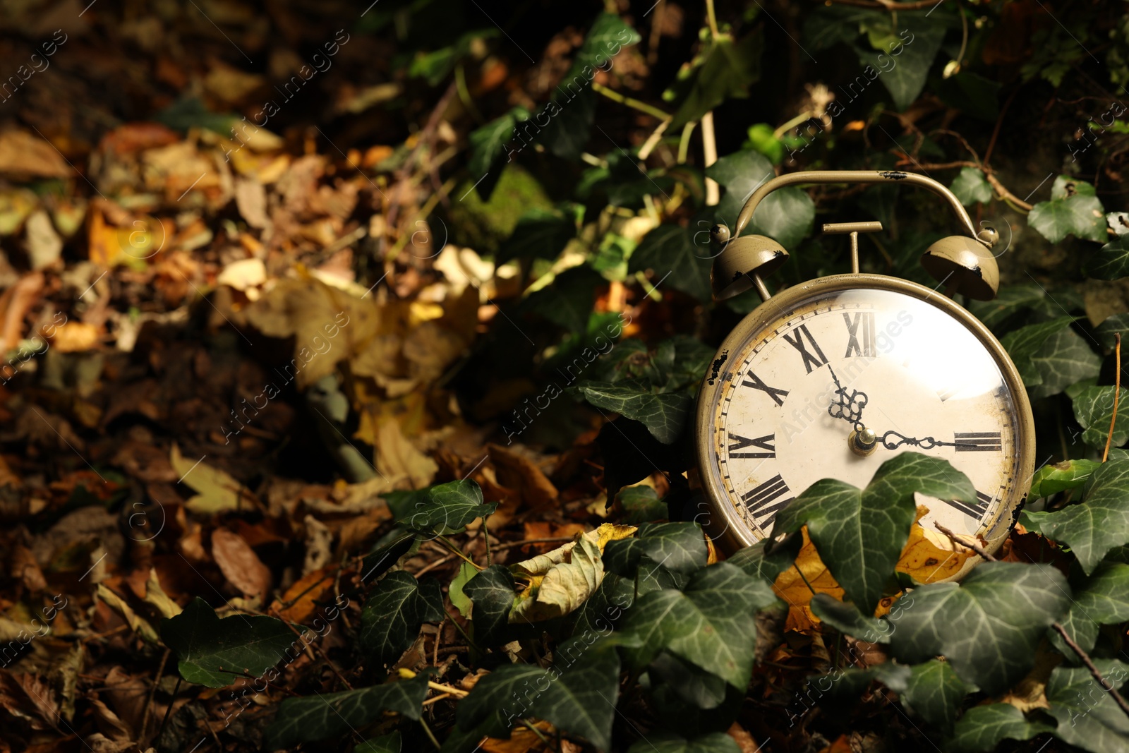 Photo of Alarm clock on fallen dry leaves outdoors, closeup. Space for text