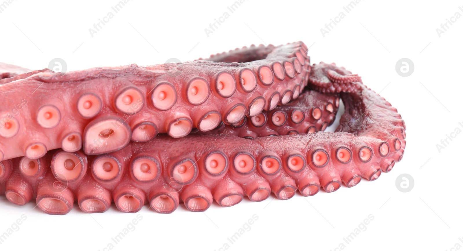 Photo of Two raw octopus tentacles isolated on white