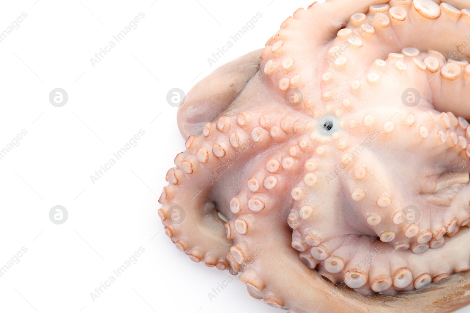 Photo of One fresh raw octopus isolated on white, top view