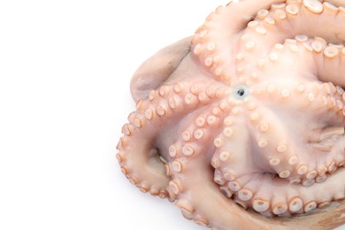 One fresh raw octopus isolated on white, top view