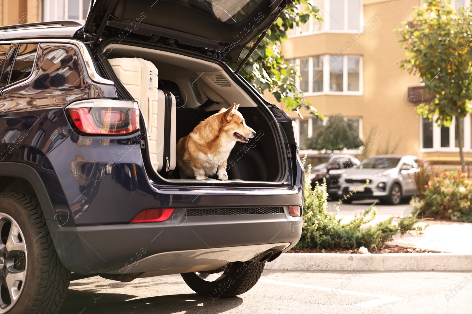 Photo of Pembroke Welsh Corgi near suitcases in car trunk