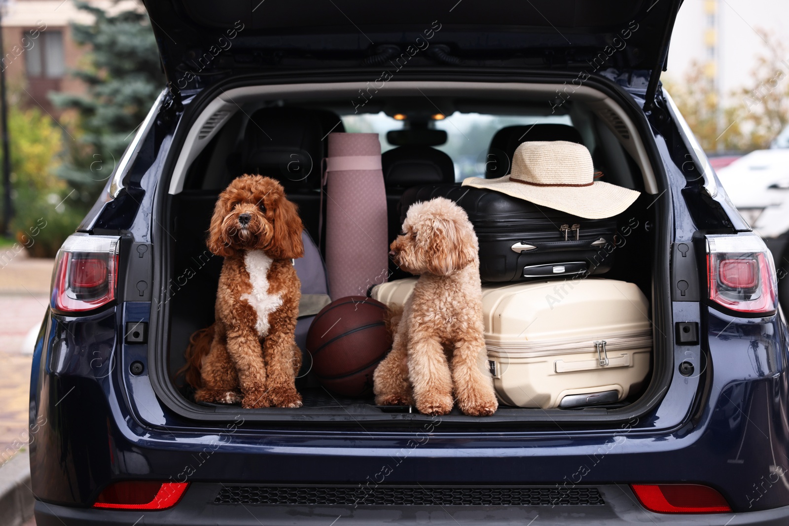 Photo of Cute fluffy dogs sitting near suitcases and other stuff in car trunk