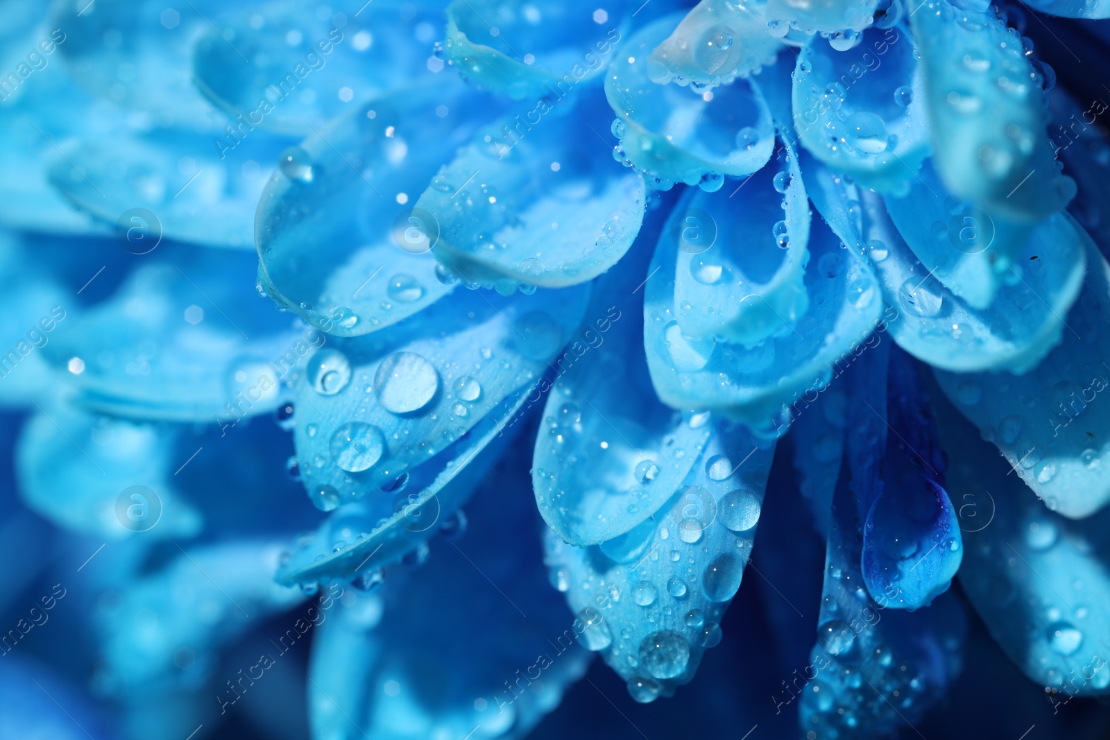 Photo of Beautiful light blue flower with water drops, macro view