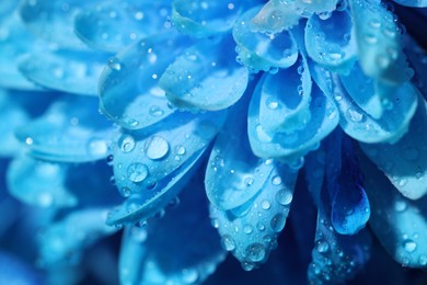 Photo of Beautiful light blue flower with water drops, macro view