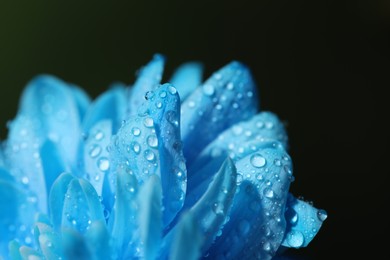 Photo of Beautiful light blue flower with water drops on blurred background, macro view