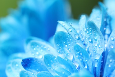 Photo of Beautiful light blue flower with water drops on blurred background, macro view