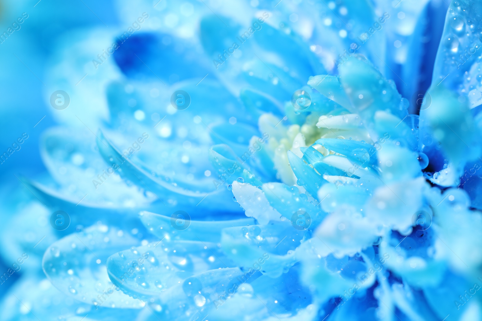 Photo of Beautiful light blue flower with water drops, macro view