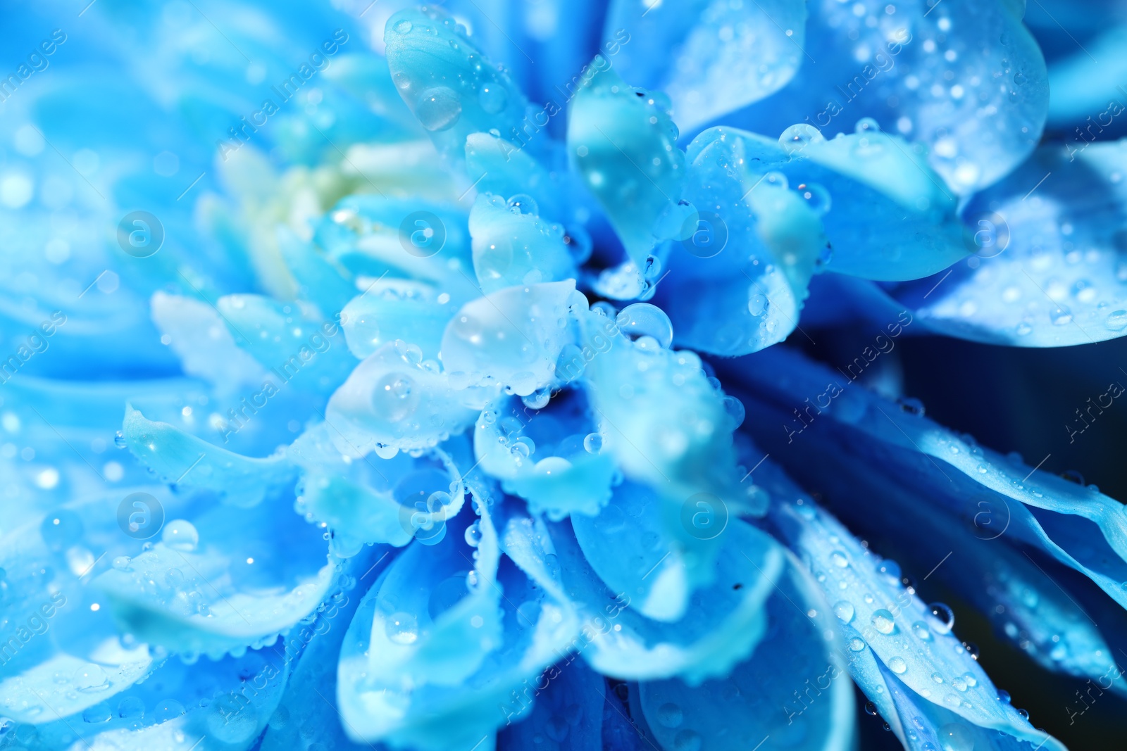 Photo of Beautiful light blue flower with water drops, macro view