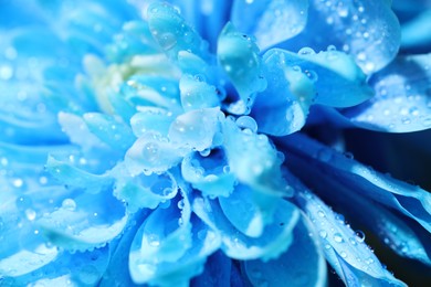 Photo of Beautiful light blue flower with water drops, macro view