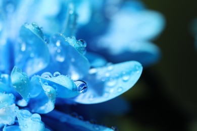 Photo of Beautiful light blue flower with water drops on blurred background, macro view