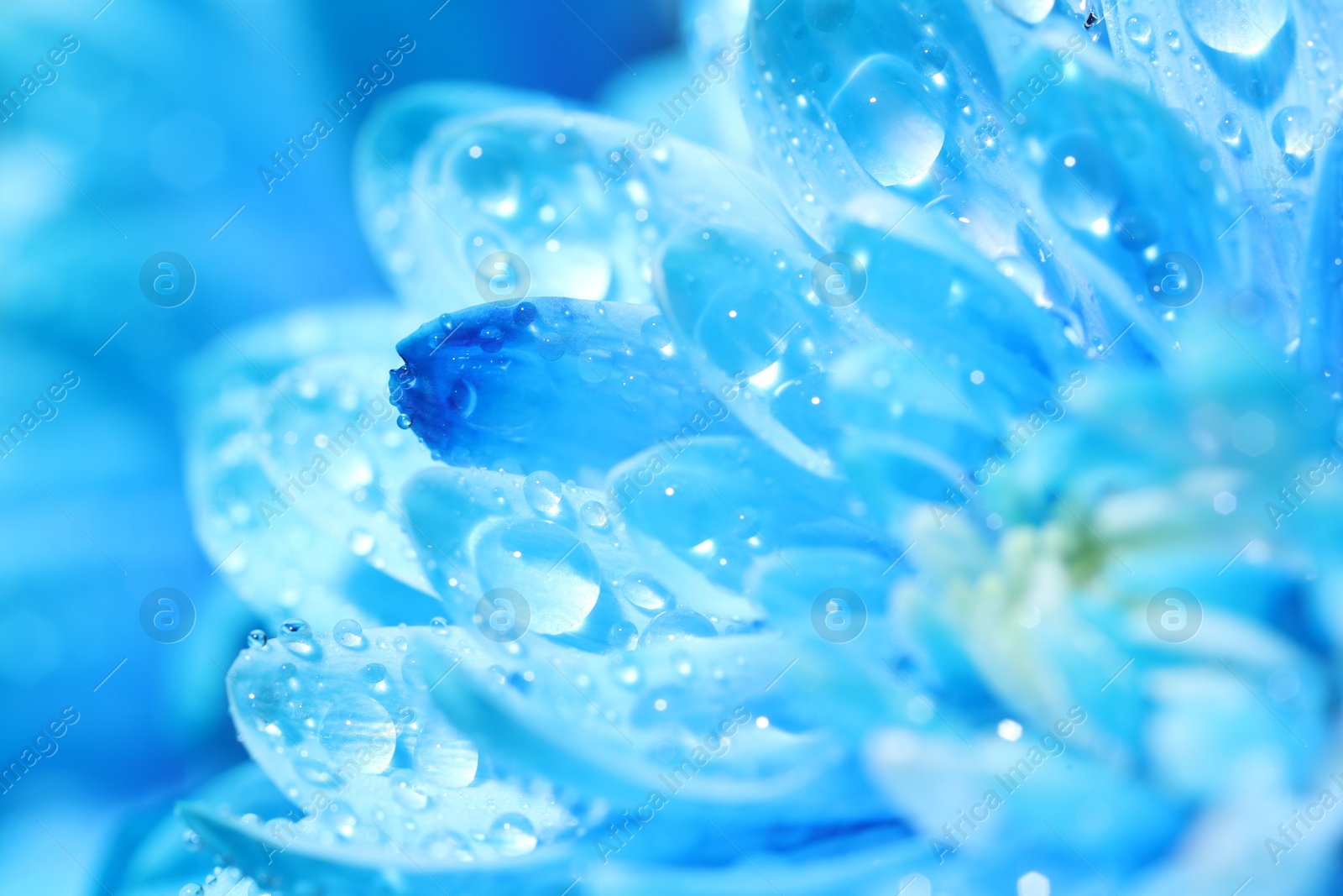 Photo of Beautiful light blue flower with water drops on blurred background, macro view