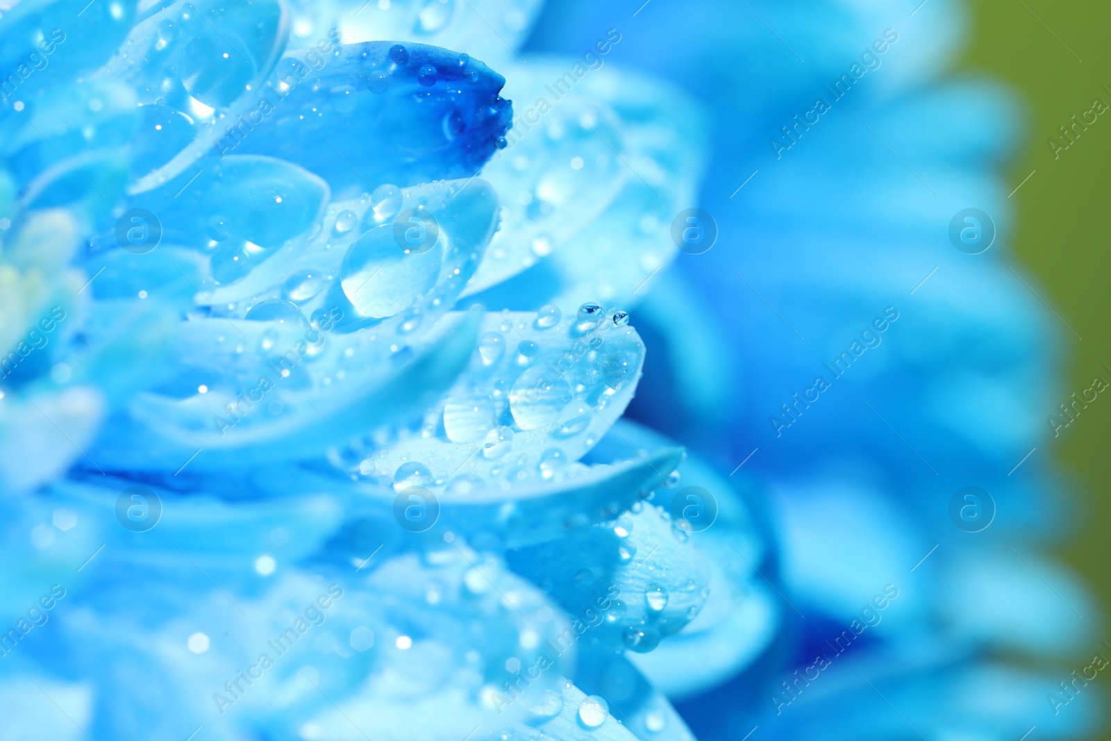 Photo of Beautiful light blue flower with water drops on blurred background, macro view