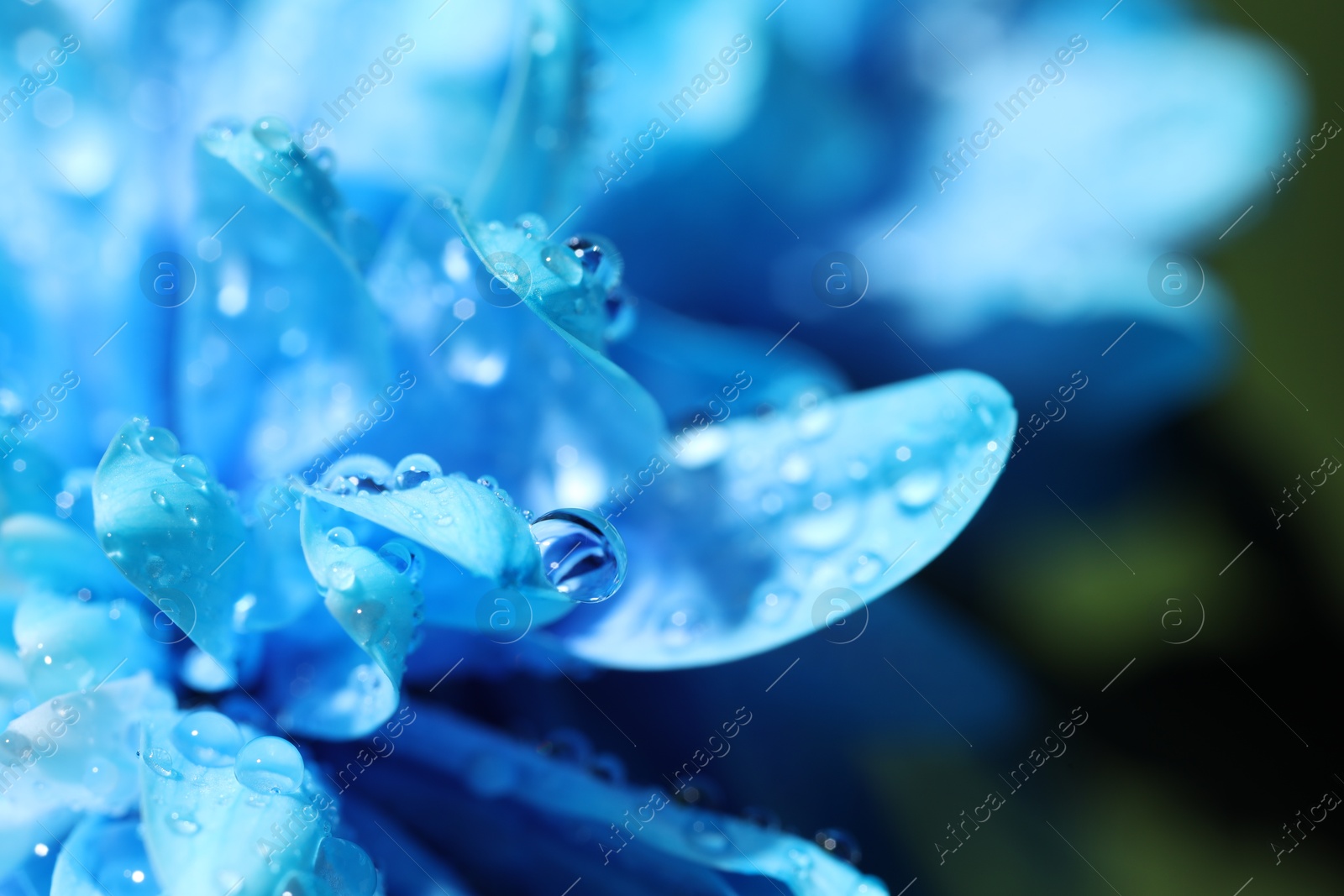 Photo of Beautiful light blue flower with water drops on blurred background, macro view