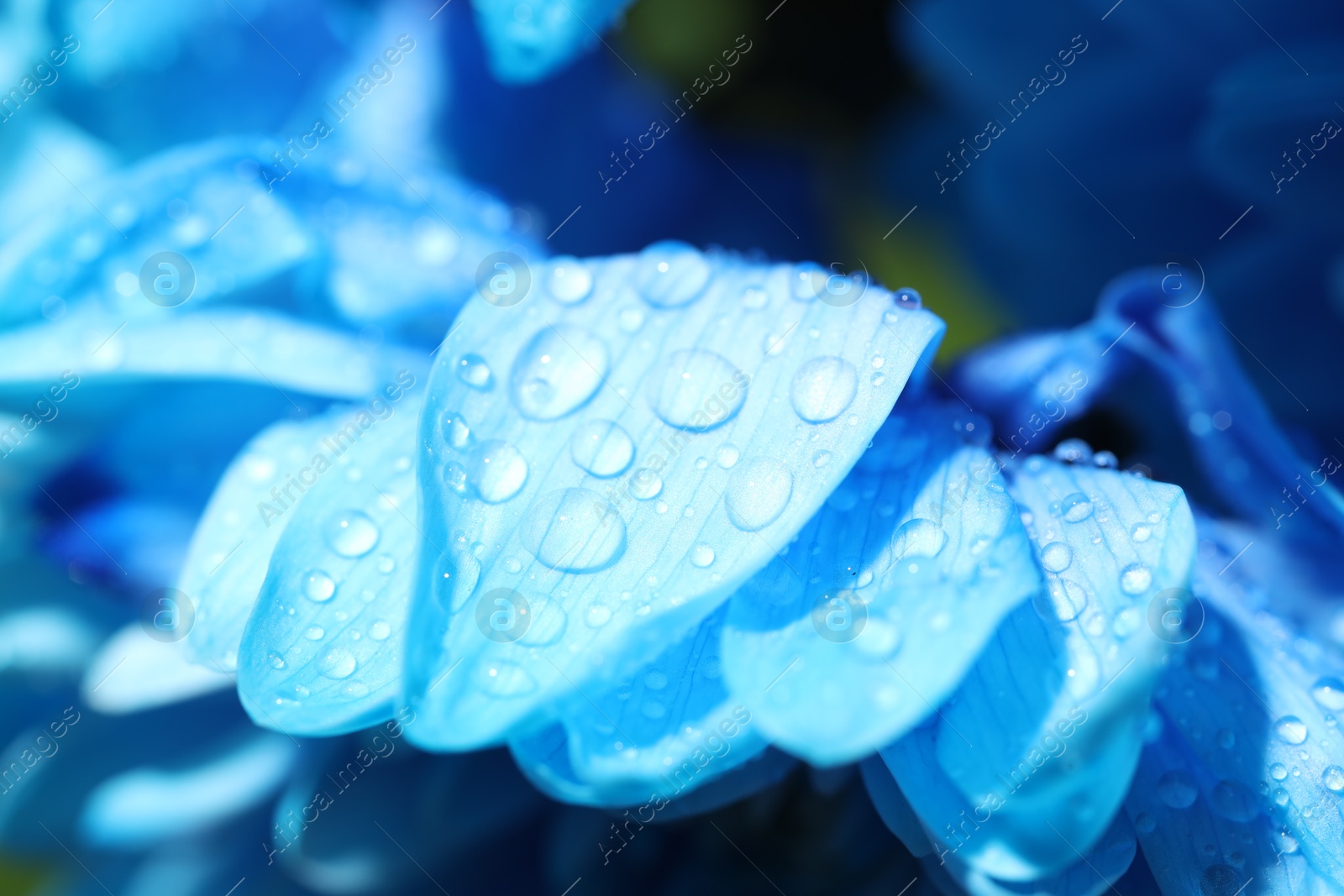 Photo of Beautiful light blue flower with water drops on blurred background, macro view