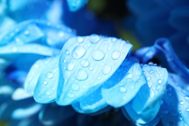 Photo of Beautiful light blue flower with water drops on blurred background, macro view