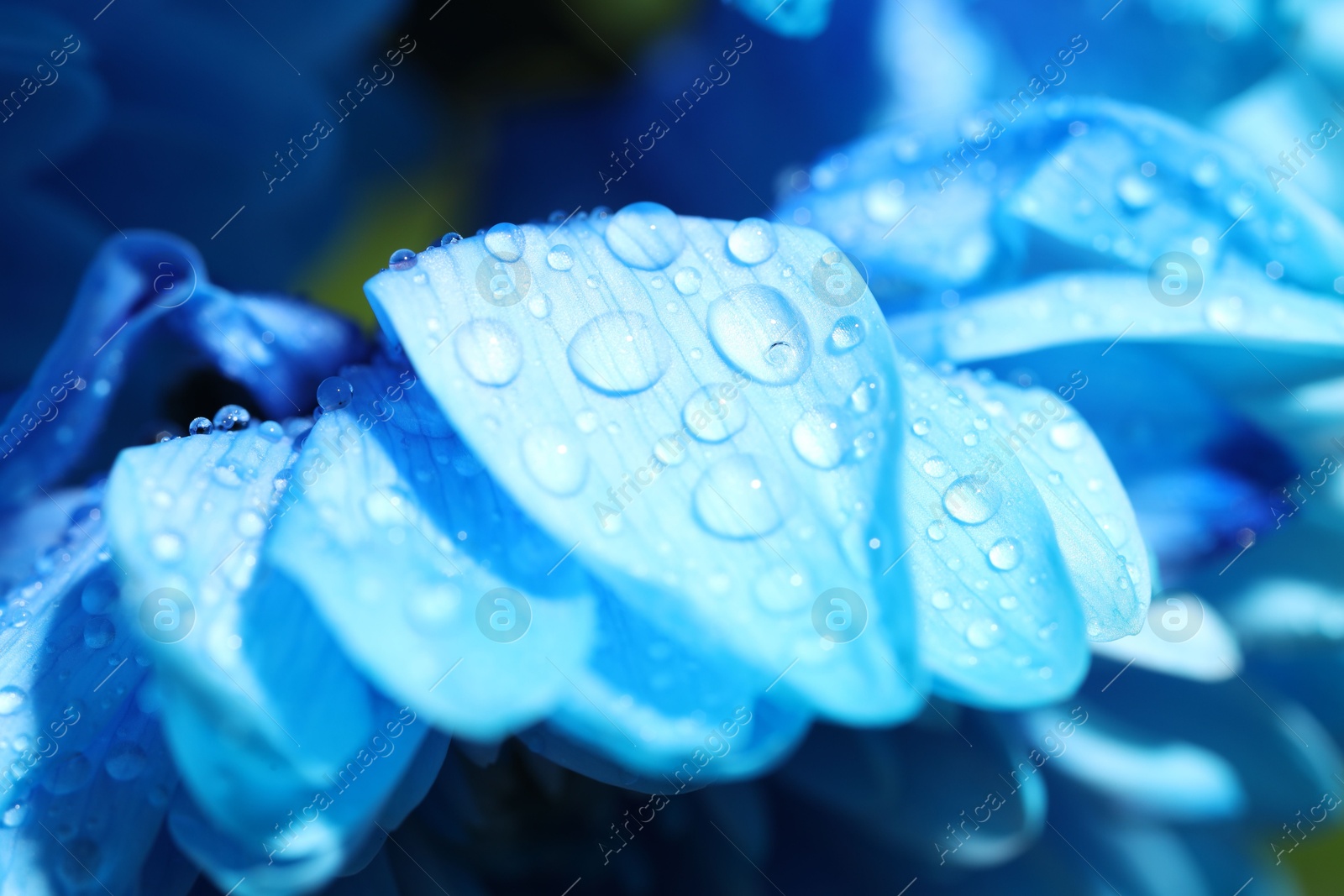 Photo of Beautiful light blue flower with water drops on blurred background, macro view