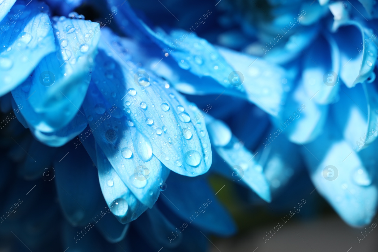 Photo of Beautiful light blue flower with water drops on blurred background, macro view