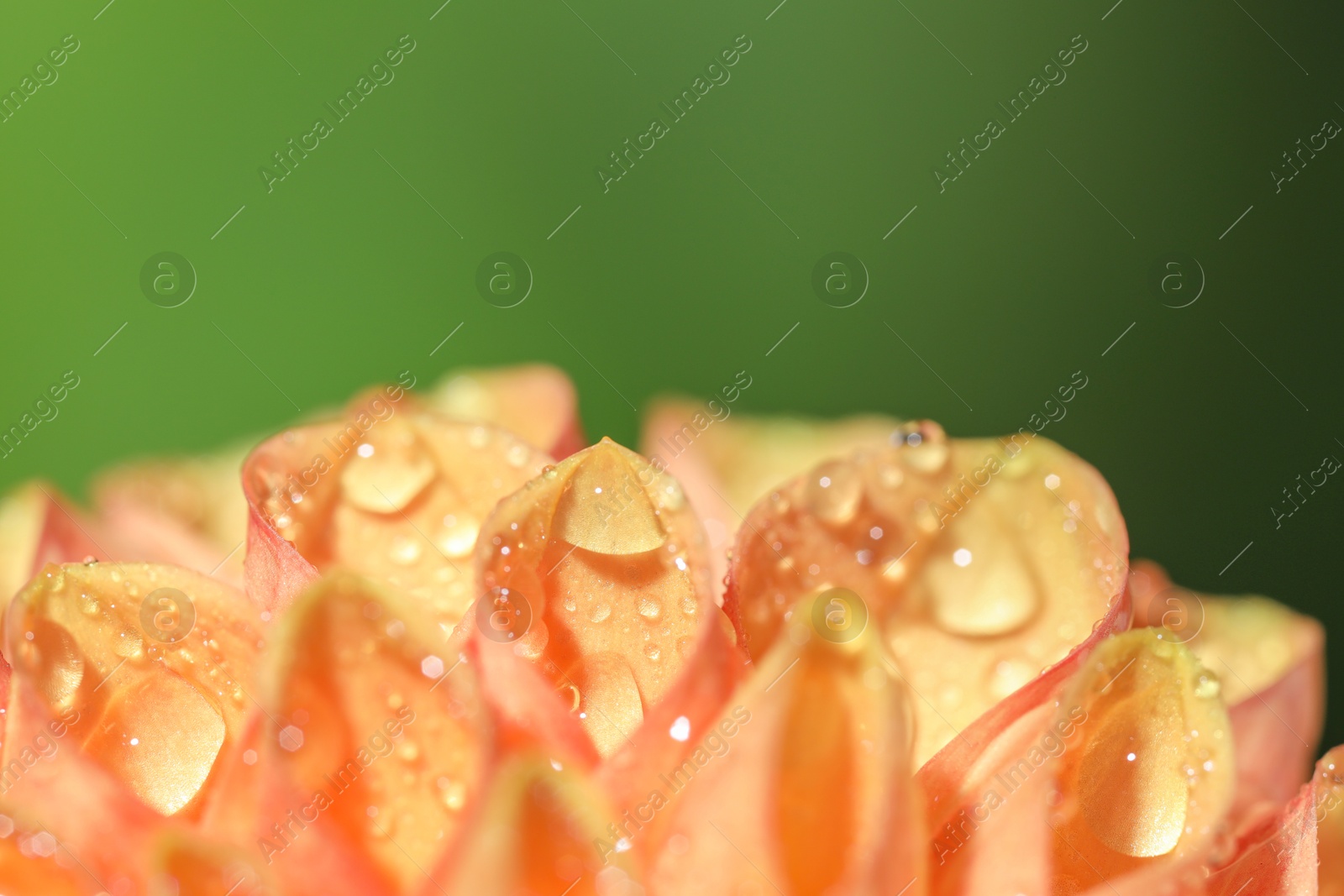 Photo of Beautiful orange flower with water drops on blurred green background, macro view