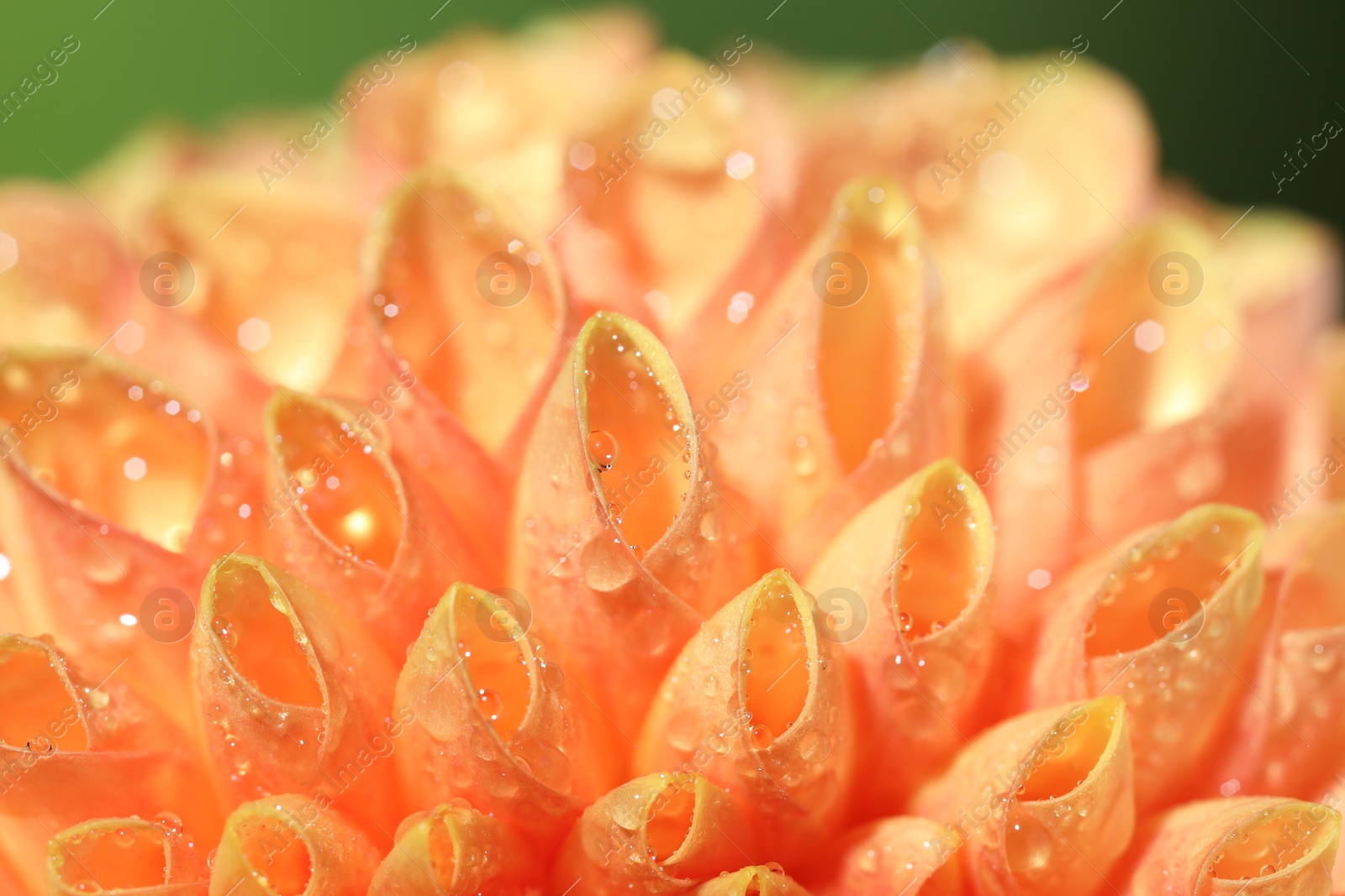 Photo of Beautiful orange flower with water drops on blurred green background, macro view