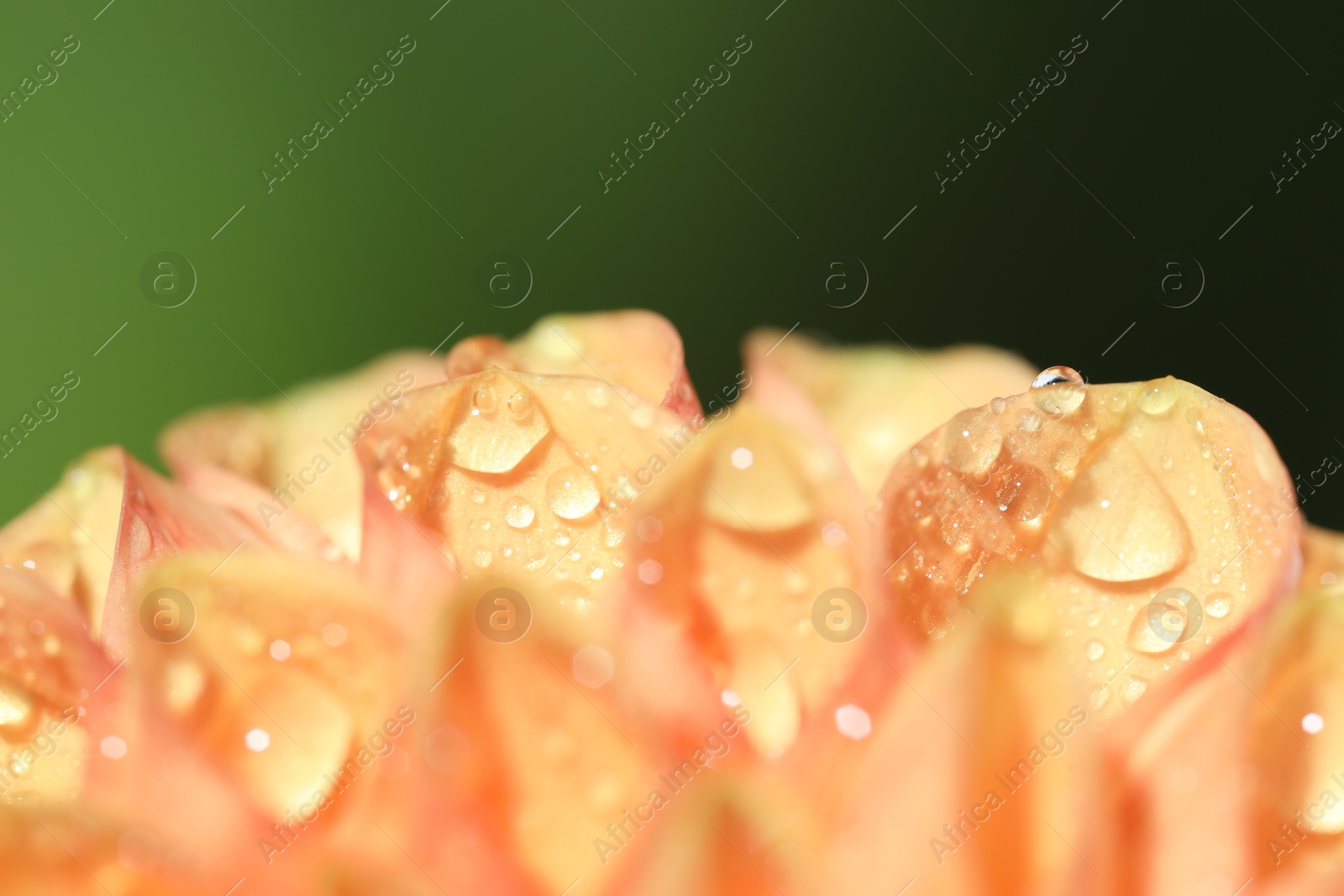 Photo of Beautiful orange flower with water drops on blurred green background, macro view