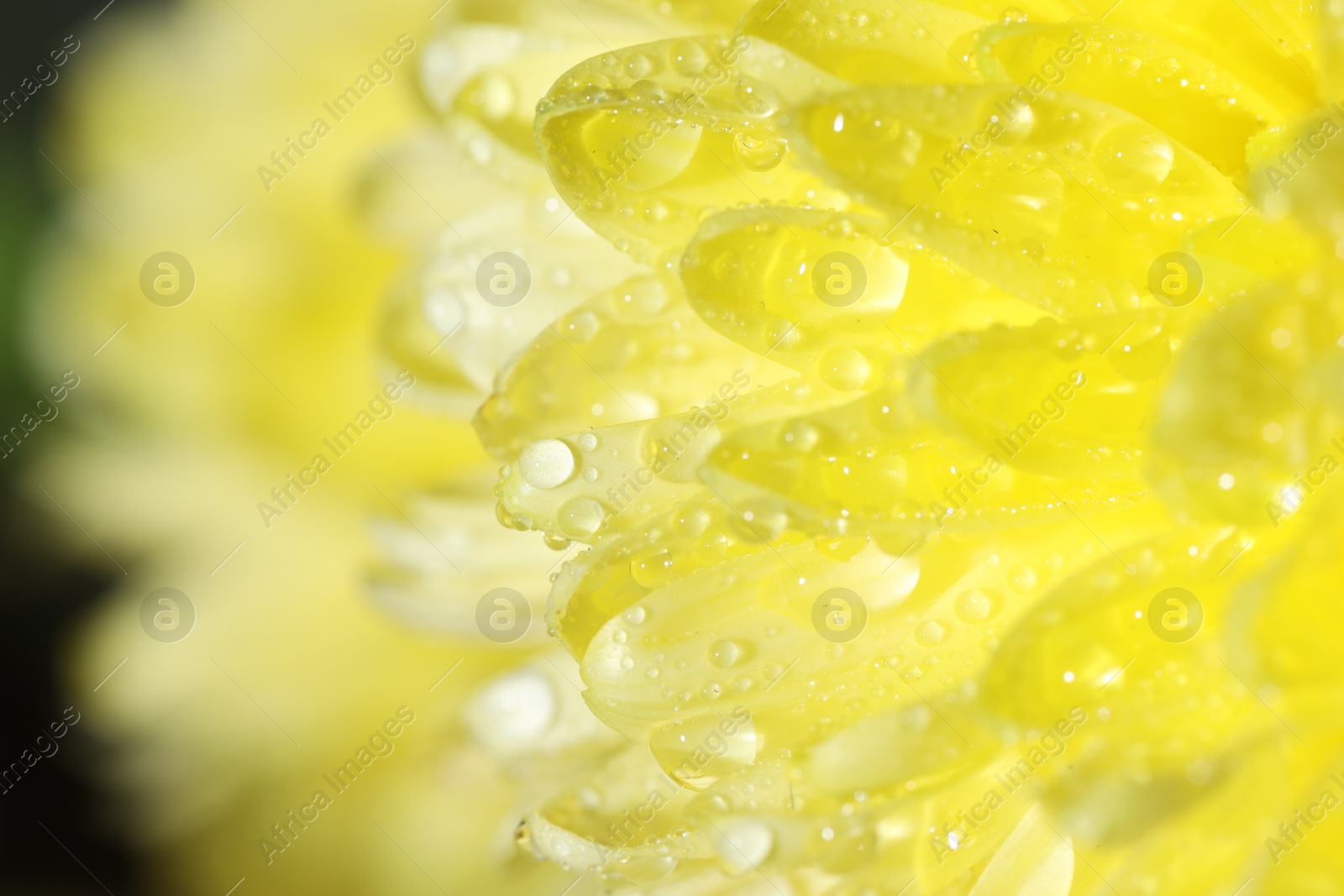 Photo of Beautiful yellow flower with water drops, macro view