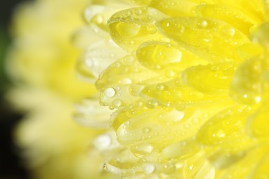 Photo of Beautiful yellow flower with water drops, macro view