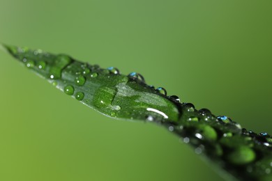 Photo of Plant with water drops on leaf against blurred green background, macro view