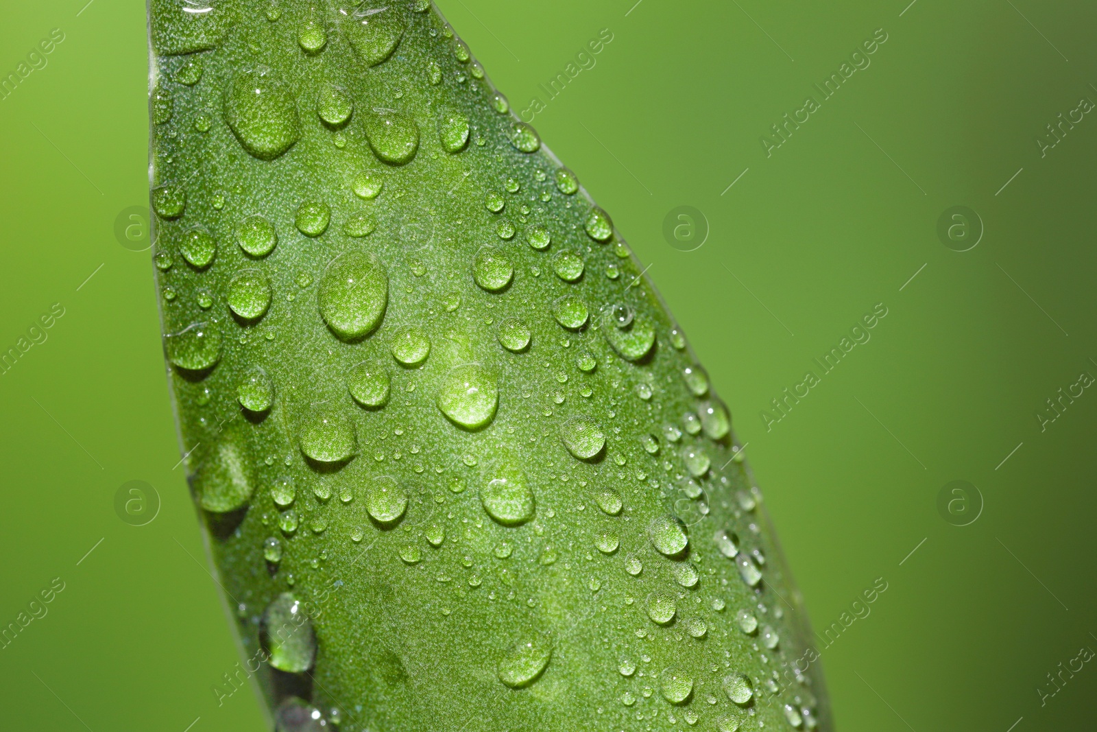 Photo of Plant with water drops on leaf against blurred green background, macro view