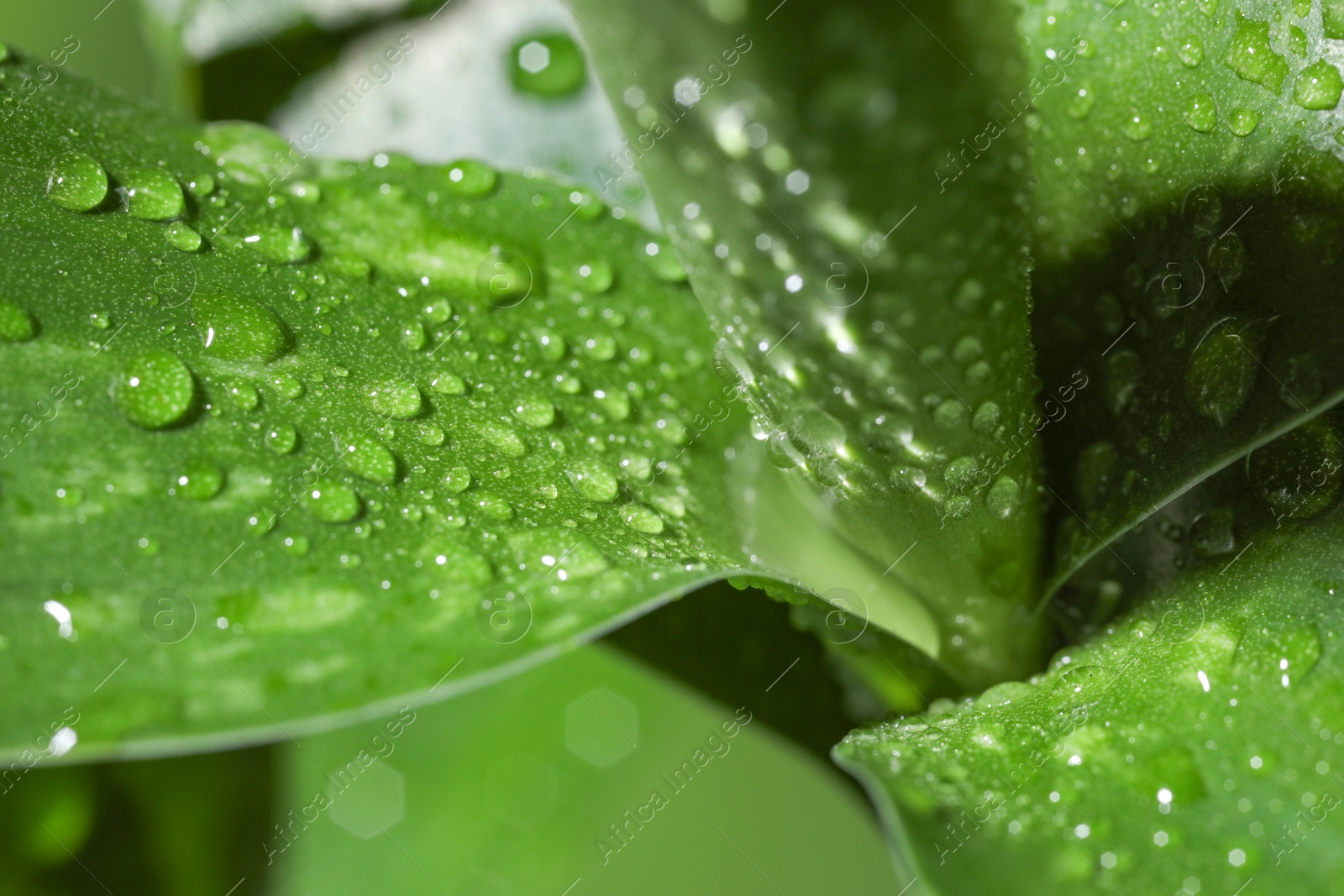 Photo of Plant with water drops on leaves, macro view