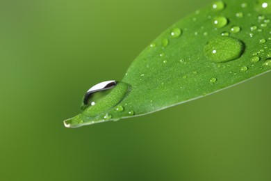 Photo of Plant with water drops on leaf against blurred green background, macro view