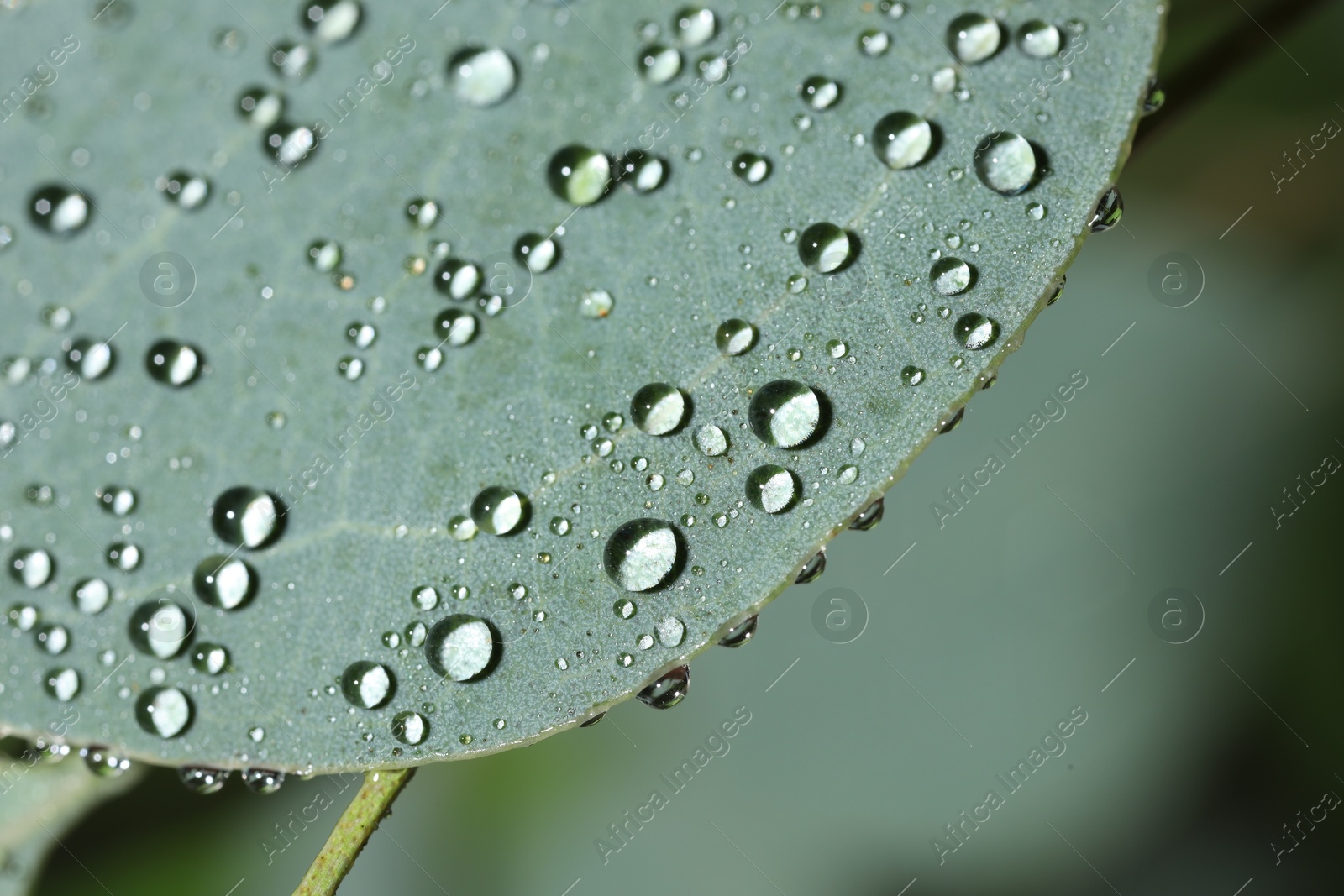 Photo of Plant with water drops on leaf against blurred background, macro view