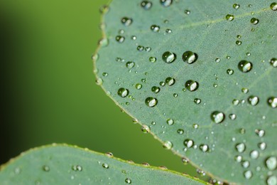 Photo of Plant with water drops on leaves against blurred green background, macro view. Space for text