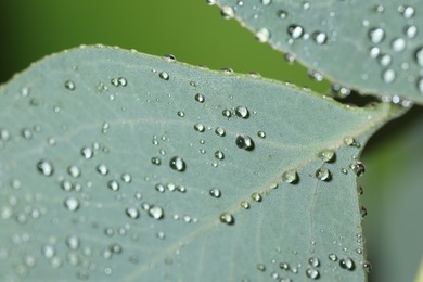 Photo of Plant with water drops on leaves against blurred green background, macro view