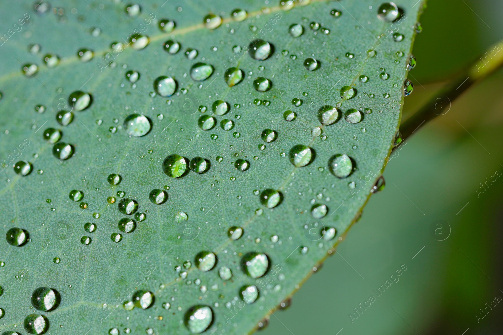 Photo of Plant with water drops on leaf against blurred background, macro view