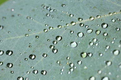 Photo of Green leaf with water drops, macro view