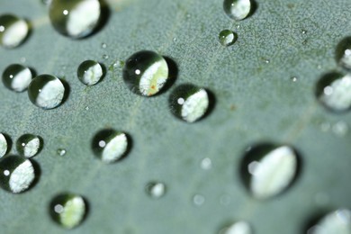 Photo of Green leaf with water drops, macro view