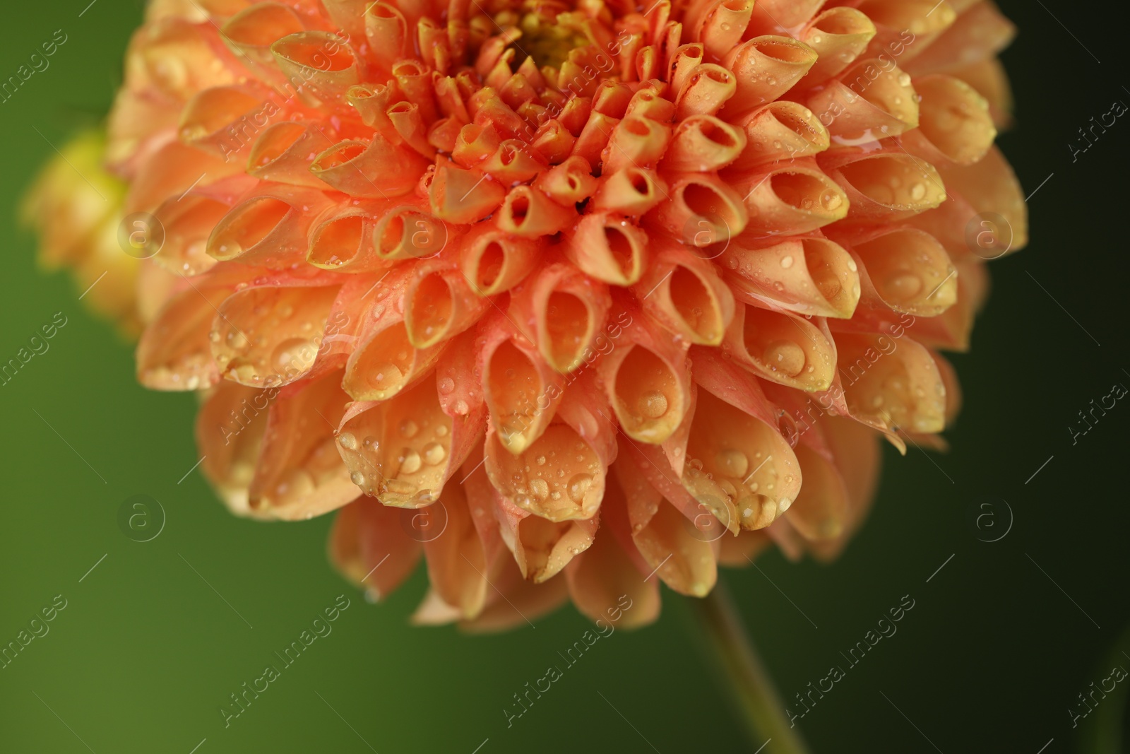 Photo of Beautiful orange flower with water drops on blurred green background, macro view