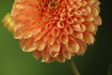 Photo of Beautiful orange flower with water drops on blurred green background, macro view