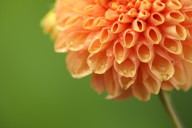 Photo of Beautiful orange flower with water drops on blurred green background, macro view. Space for text