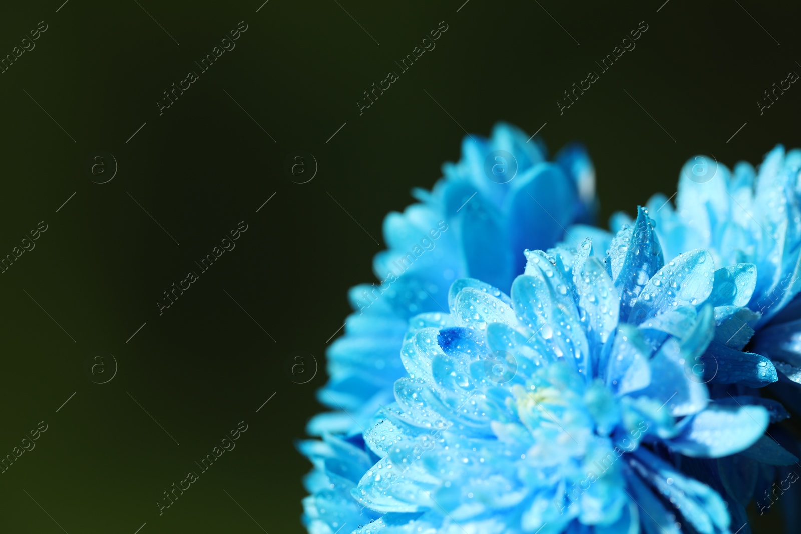 Photo of Beautiful light blue flowers with water drops on blurred green background, macro view. Space for text