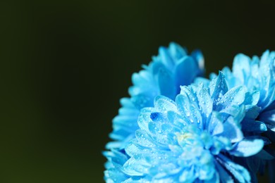 Photo of Beautiful light blue flowers with water drops on blurred green background, macro view. Space for text